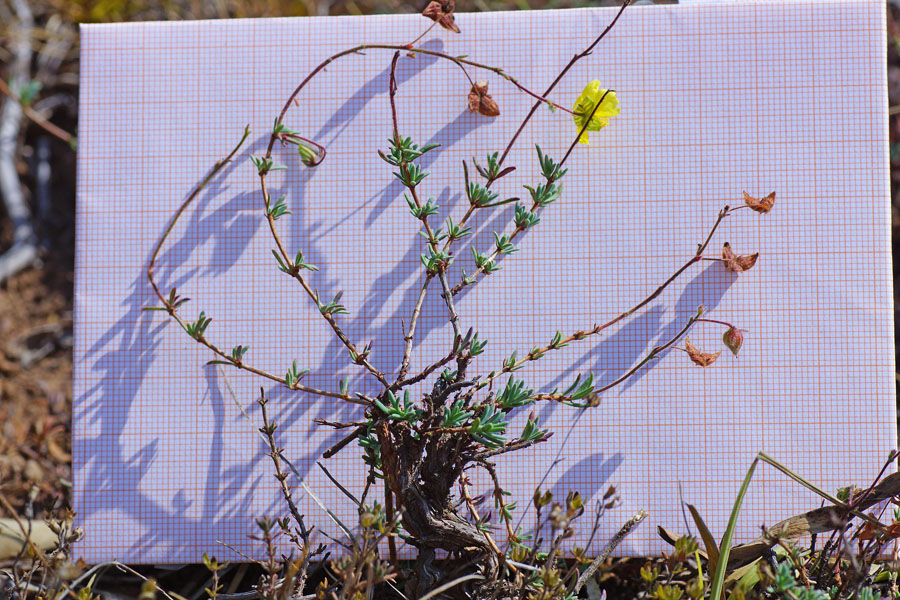 Fumana glauca da determinare